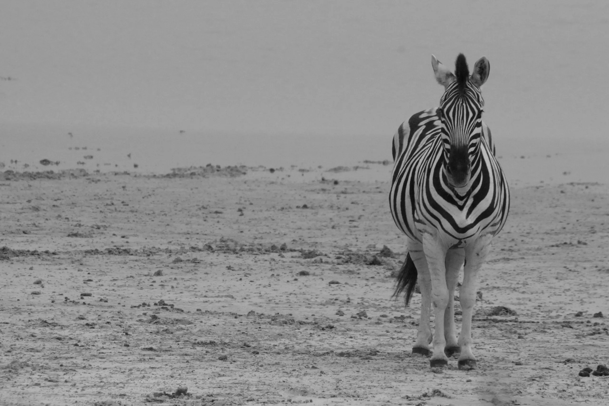 How the Zebra got its Stripes
