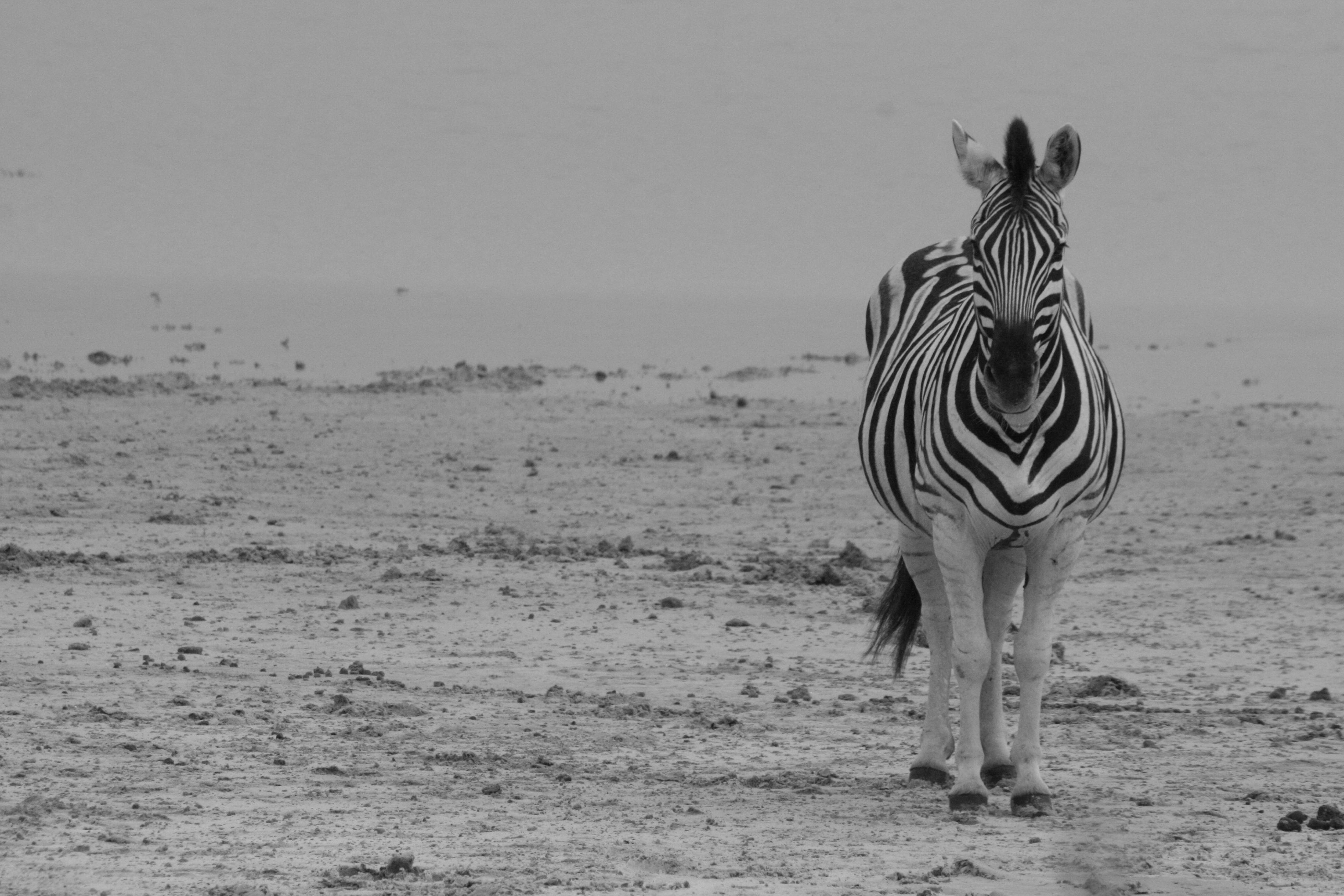 Etosha & Okonjima Apr 11 158