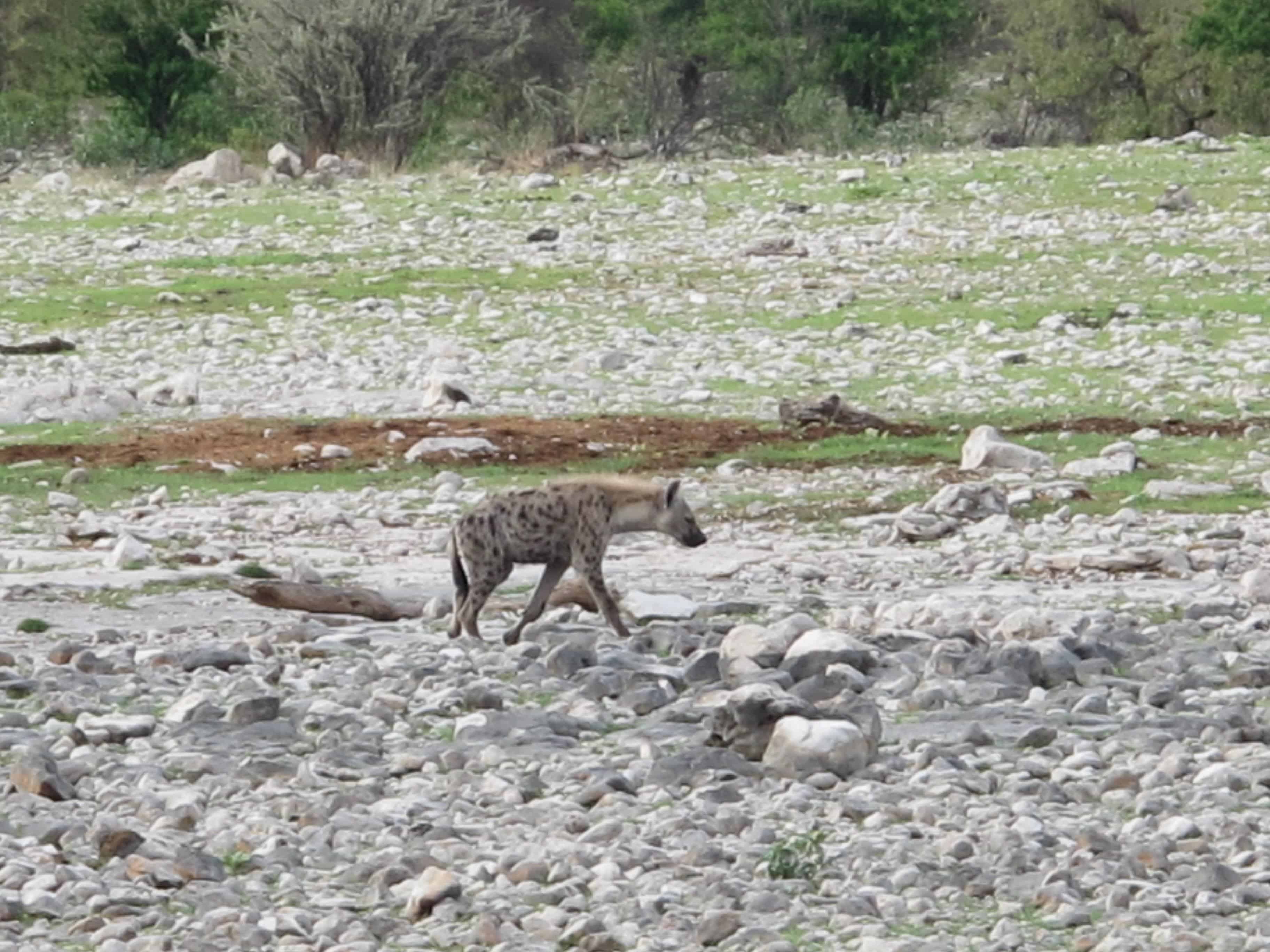 Ombika, Etosha National Park