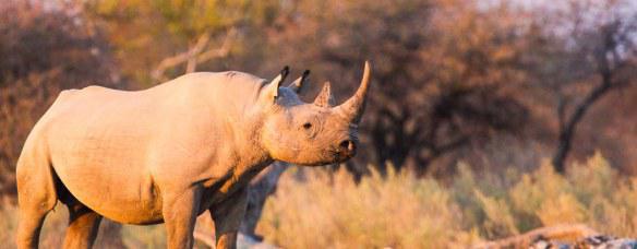 Not All endangered species are photogenic