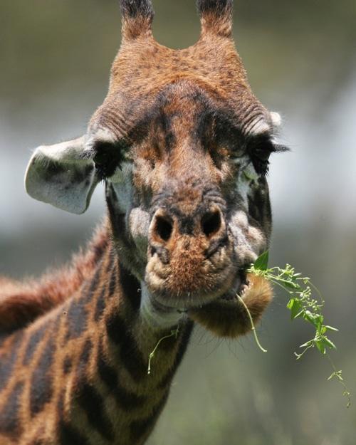 Giraffe 01