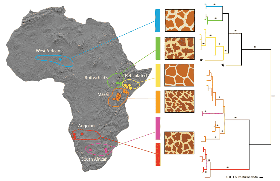 Giraffe population distribution throughout Africa