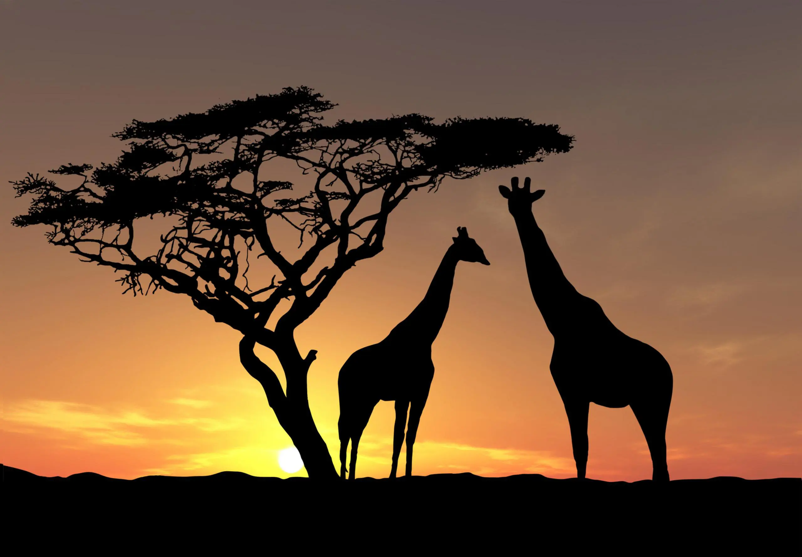 Giraffe Silhouette