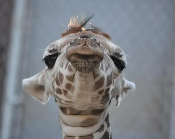 Baby Giraffe