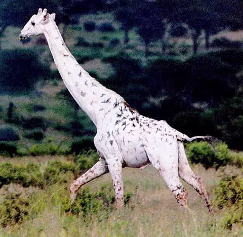 A white Giraffe