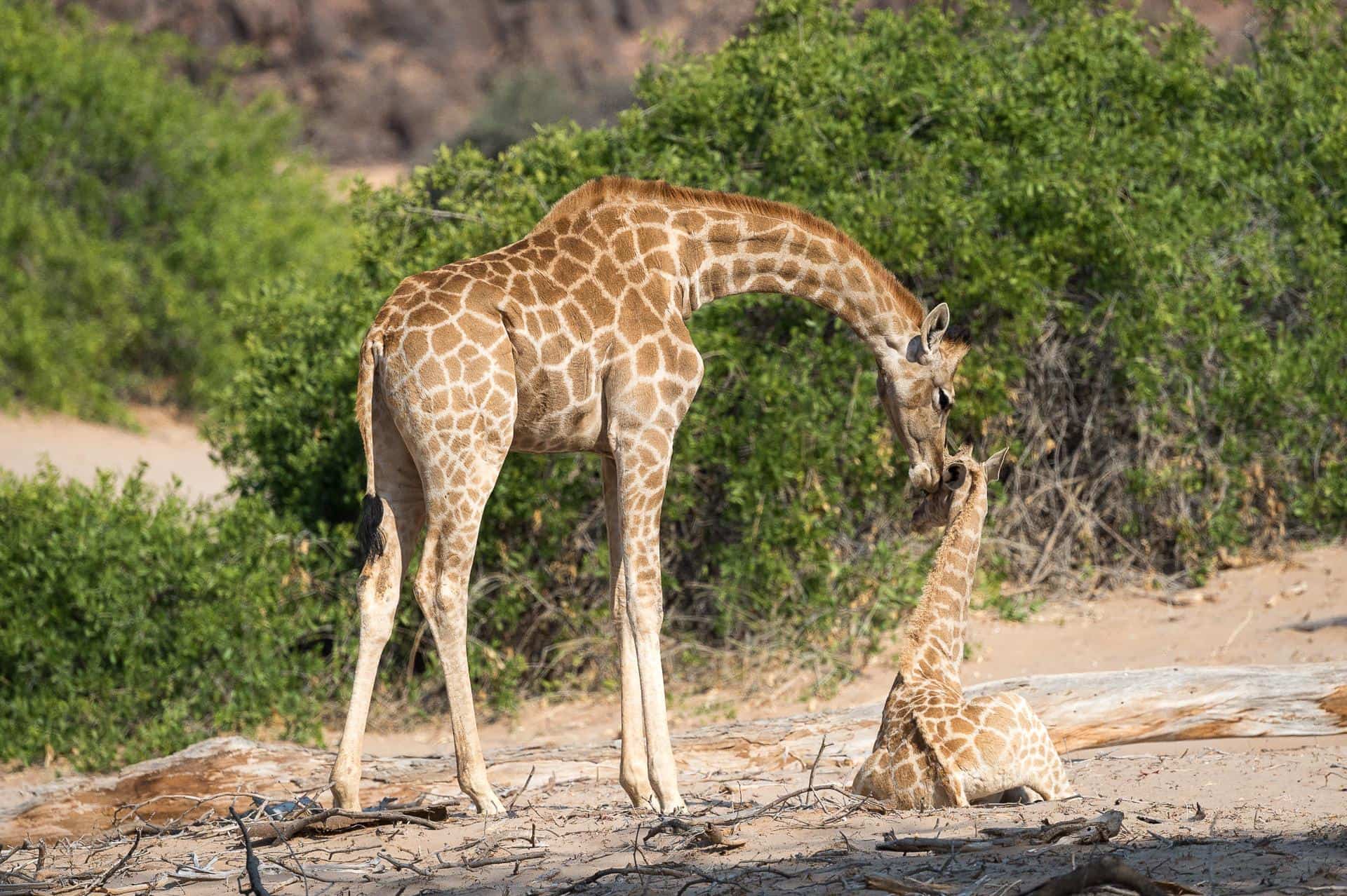 More about Giraffes – the forgotten MEGA-FAUNA