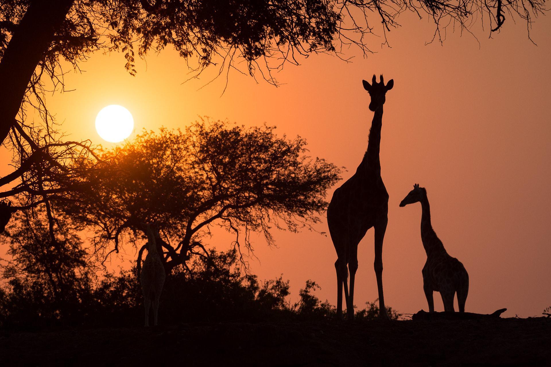 World Giraffe Day 21st June 2014