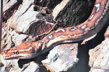 A Dwarf Python