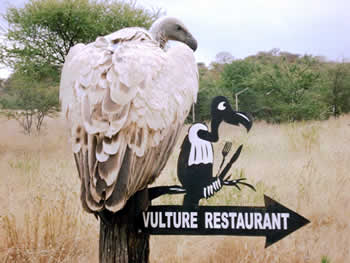 vulture-about