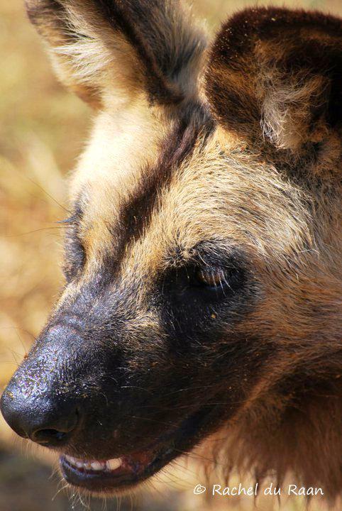 African Wild Dog (Lycaon pictus)