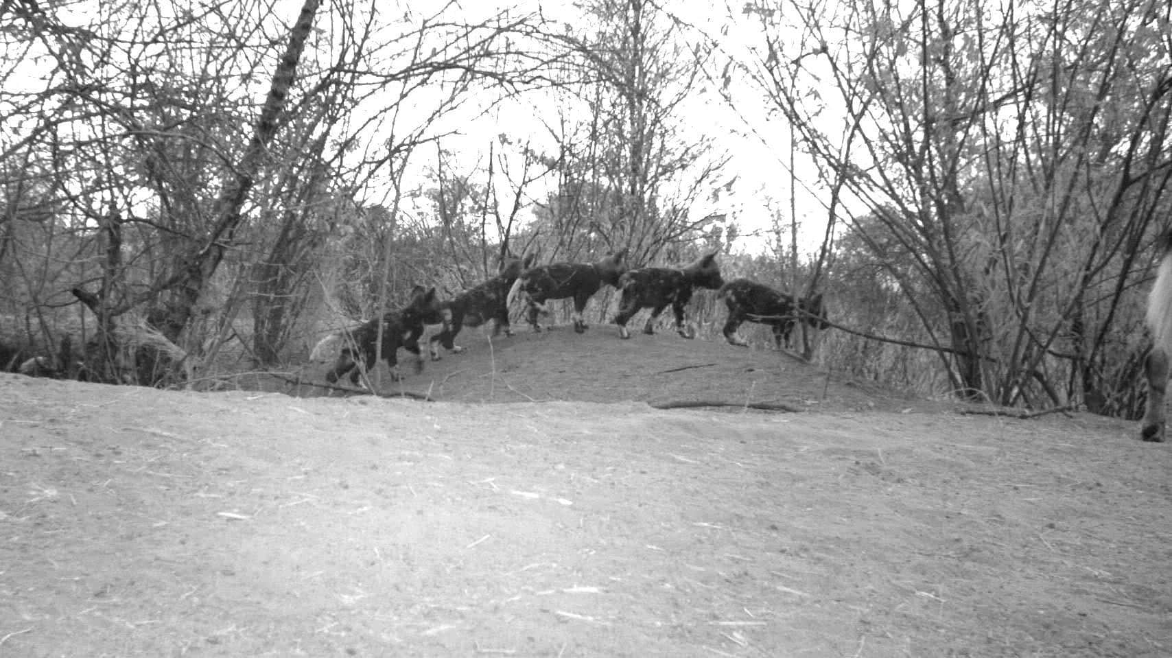 Mangetti Camera Trap
