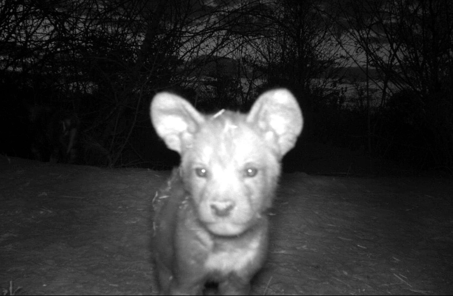 African Wild Dog by Night
