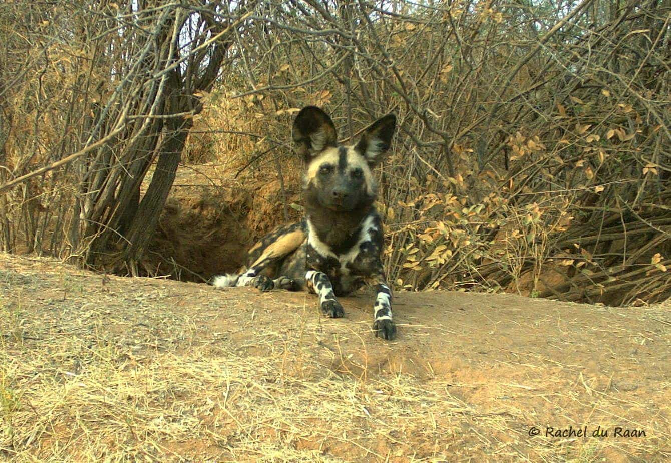 Guarding the Den