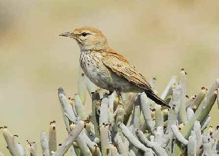 Barlow's Lark