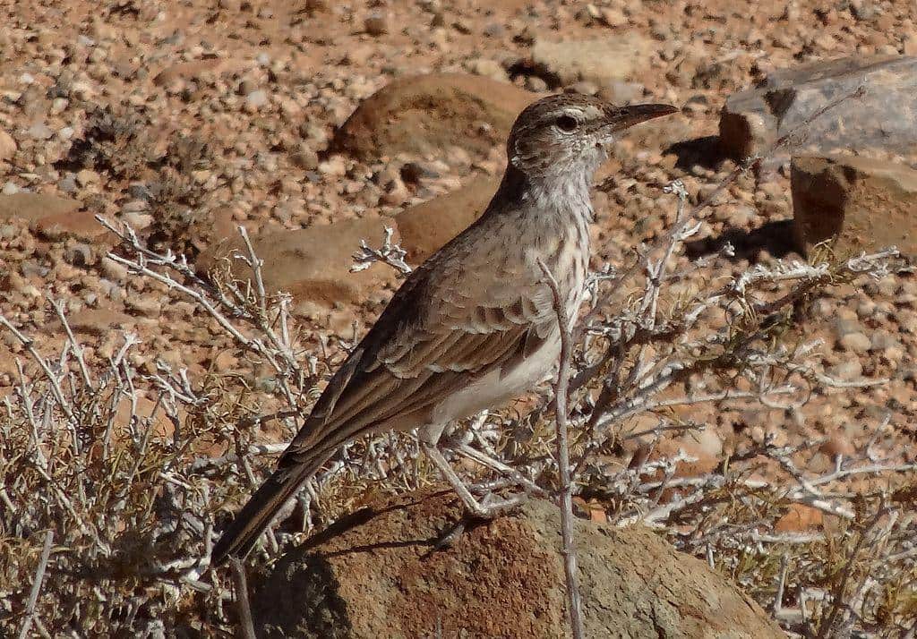 Benguela Long billed Lark - photo by Katie Reese (Wikipedia)