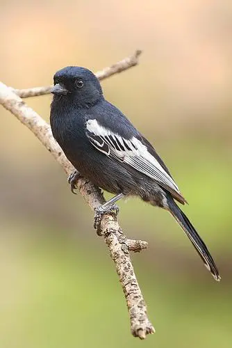 Carp's Tit - photo from Worldbirds