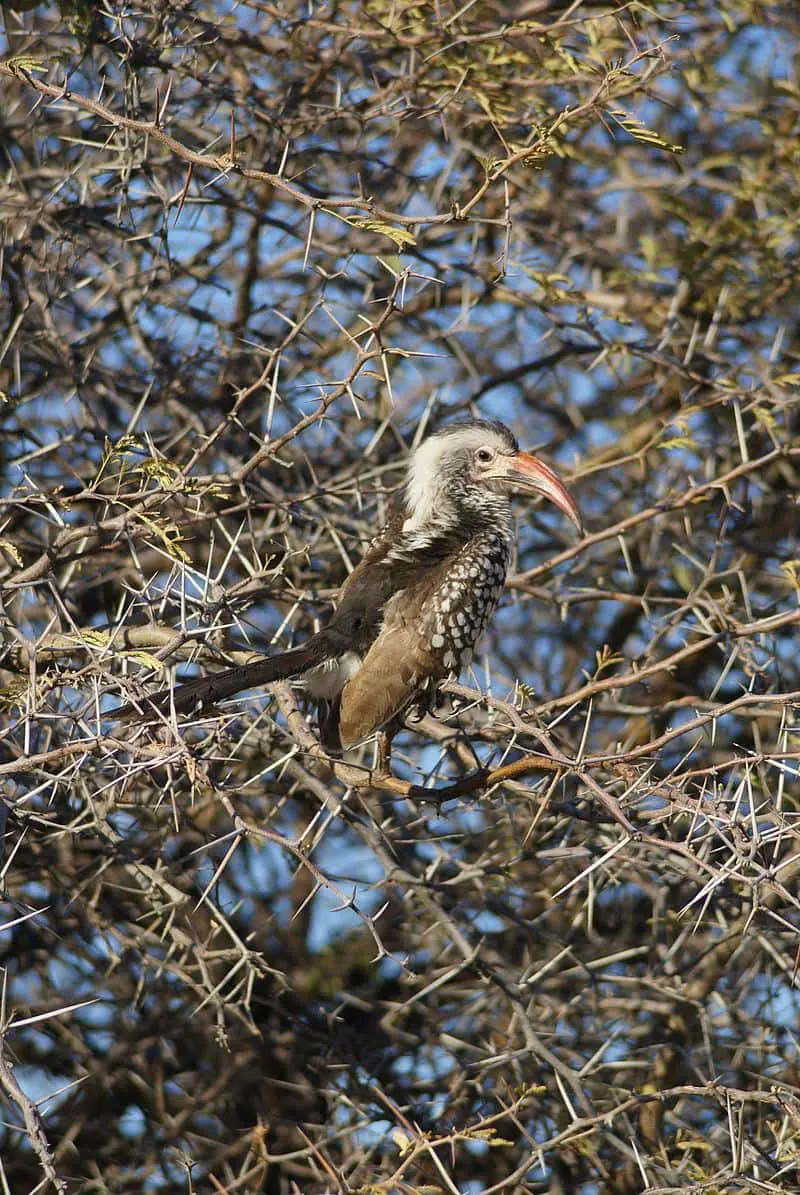 Damara Long-billed Hornbill - photo by Hans Hillewaert (Wikipedia)