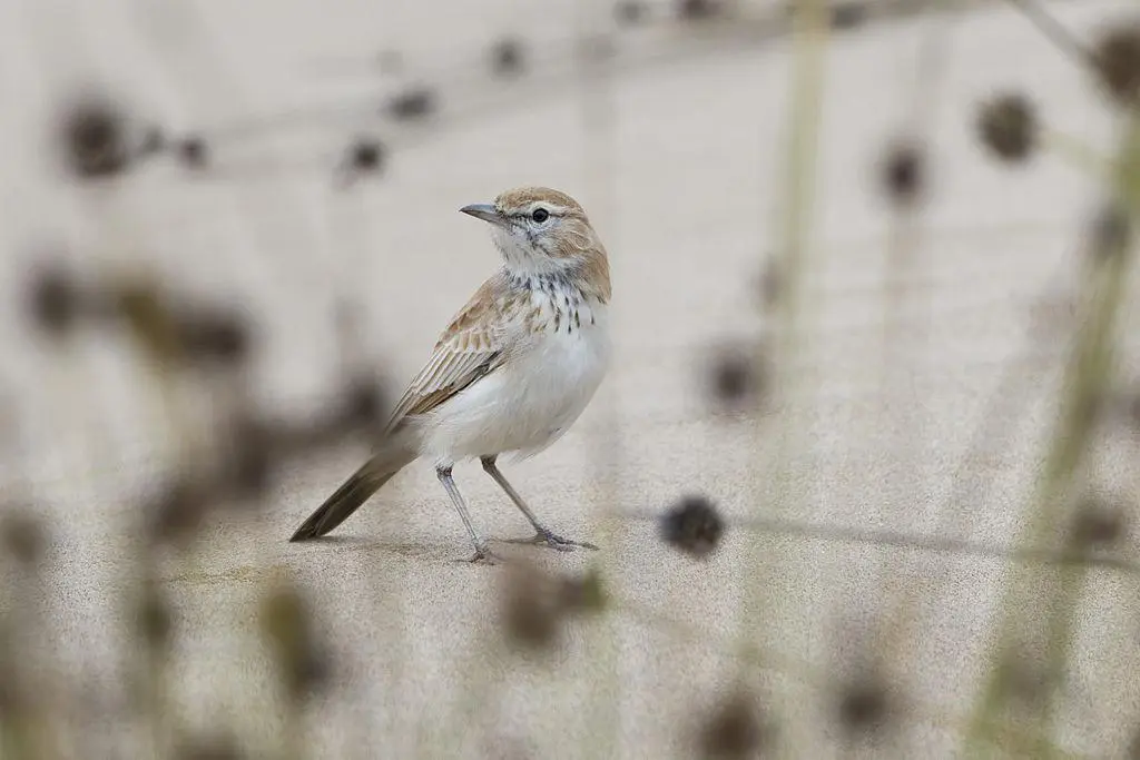 Dune Lark - Image by Yathin S Krishnappa (Wikipedia)