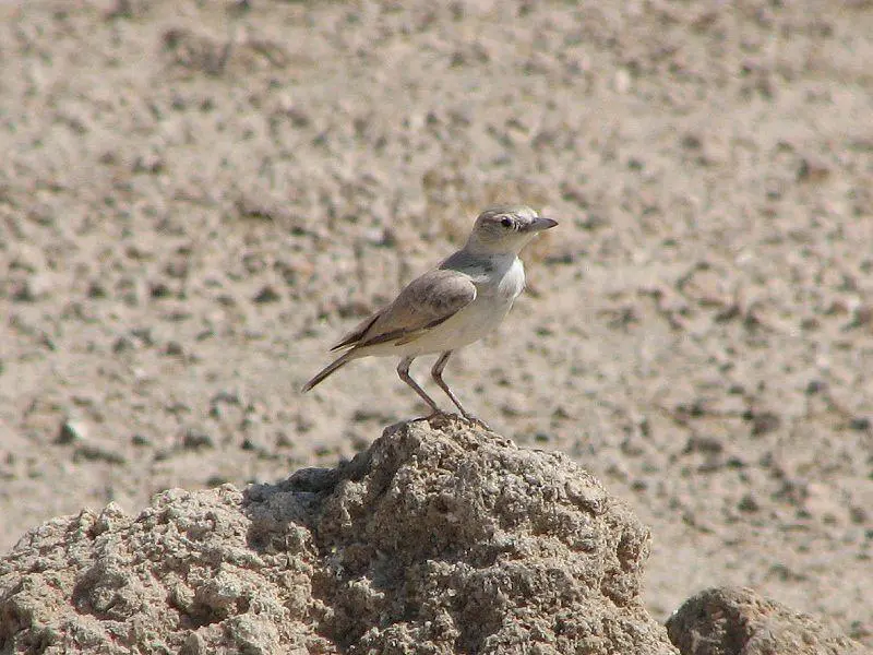 Gray's Lark - phot by Alistair Rae (Wikipedia)