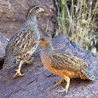 Hartlaub's Francolin