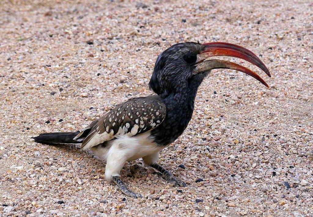 Monteiro's Hornbill