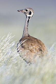 Ruppell's Korhaan - photo courtesy of Yathin S Krishnappa (Wikipedia)