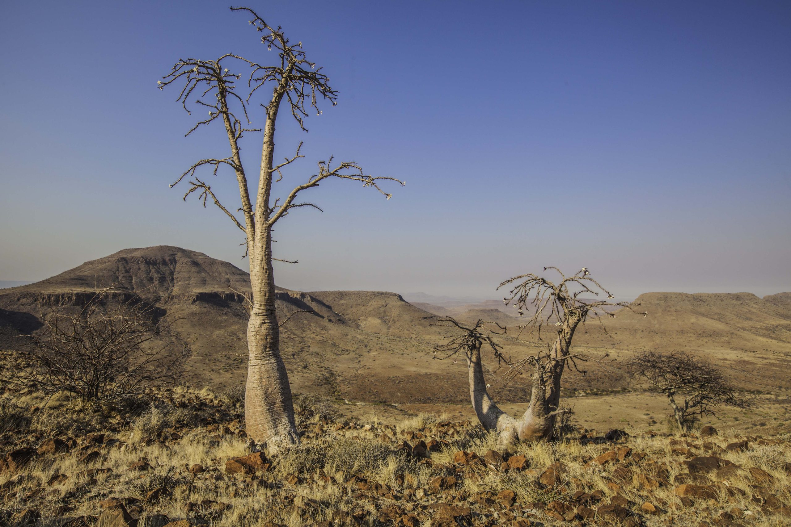 Four Deserts One Country