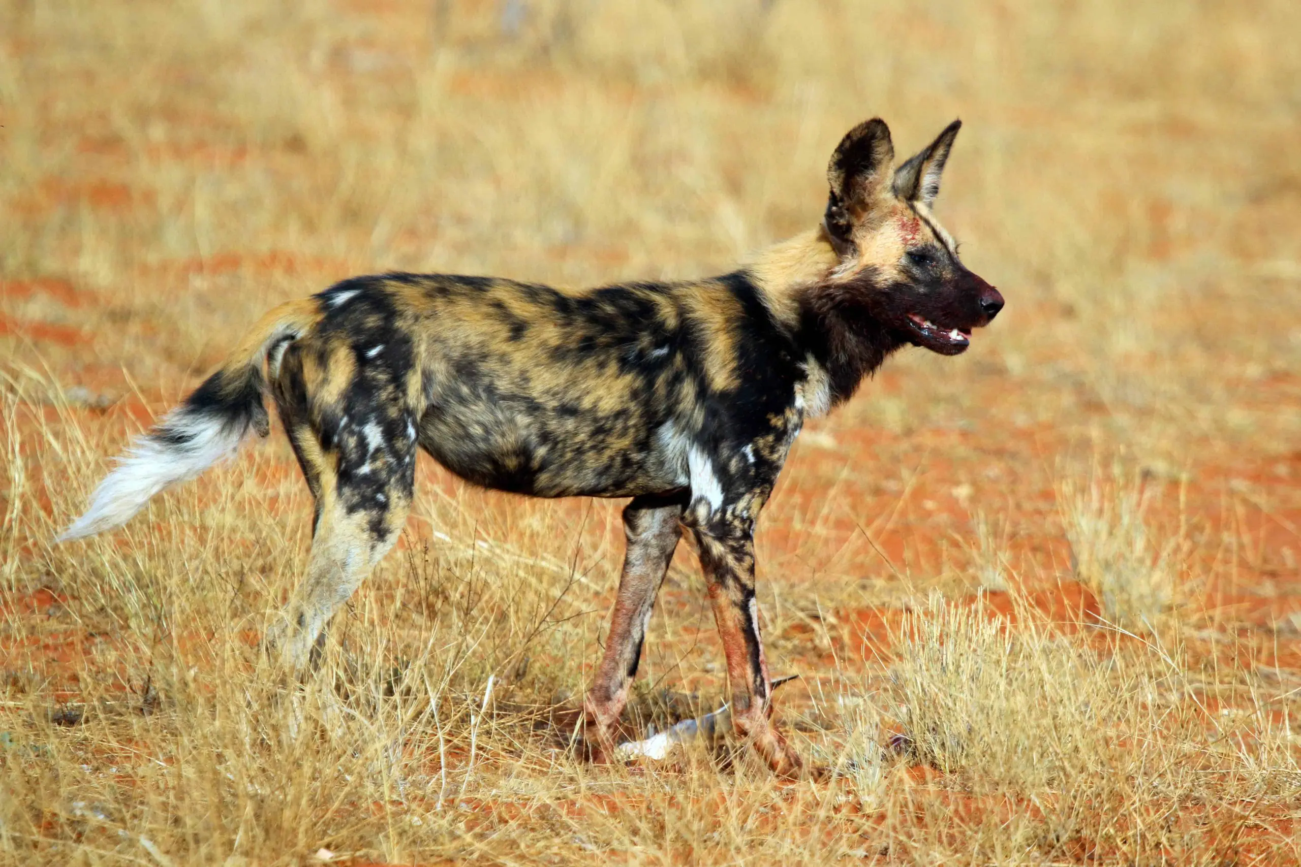 The Namibia African Wild Dog Project