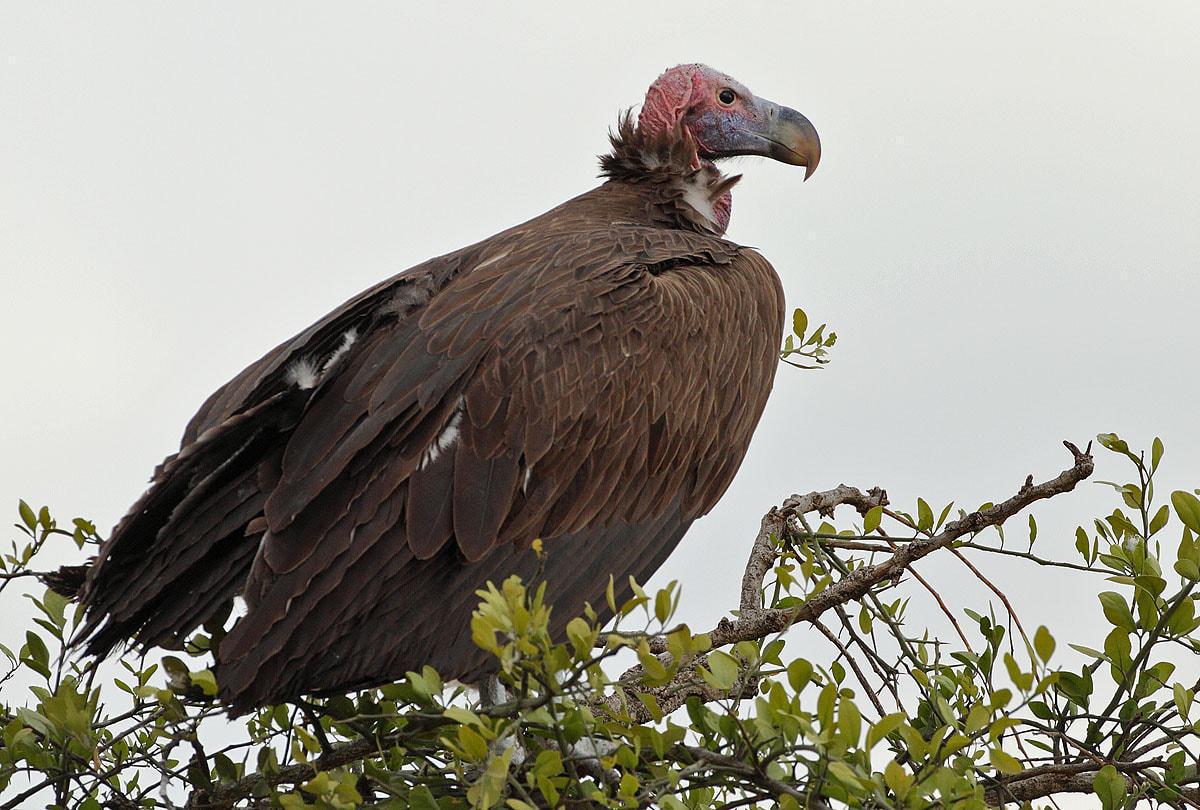 Vultures in Namibia