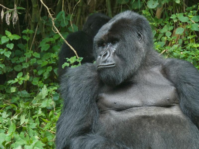 Uganda + Kenya