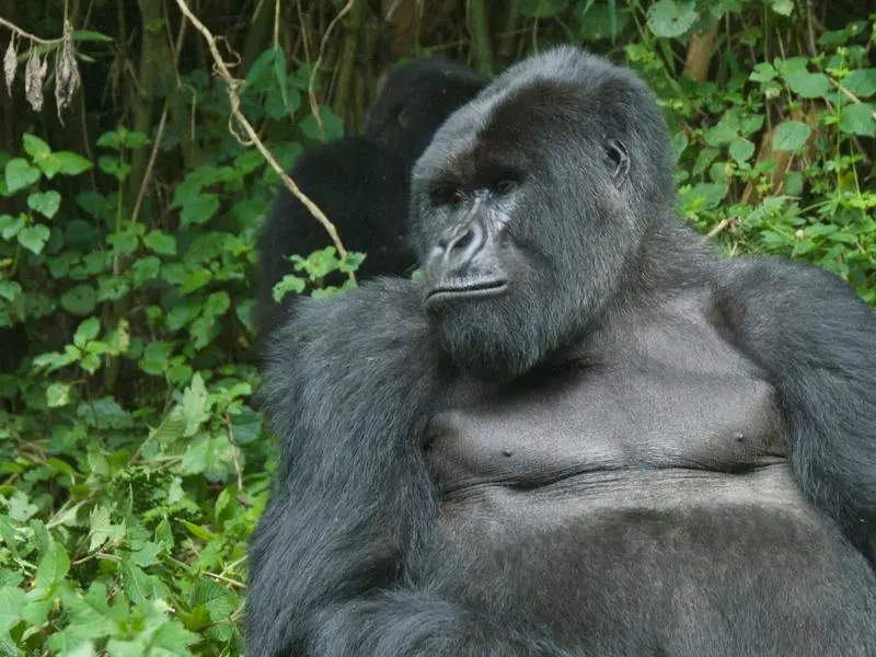 Uganda Explored!