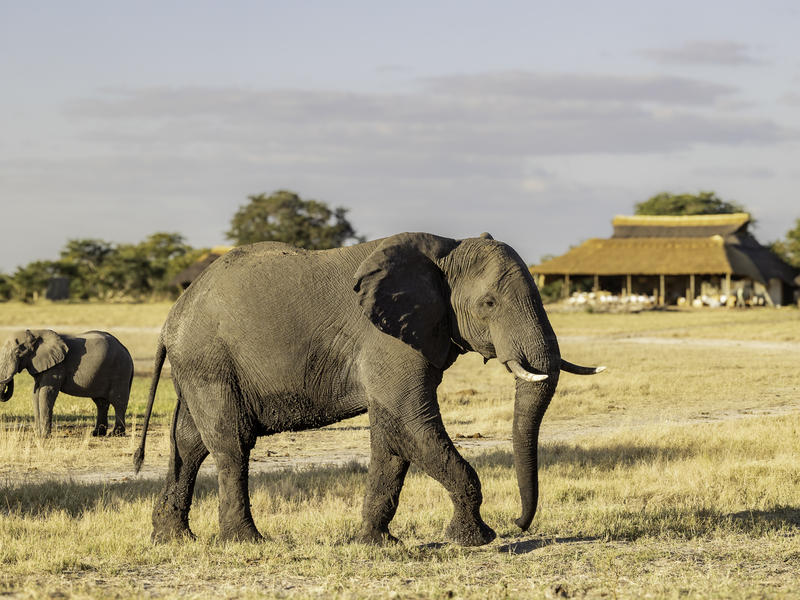 Camp Hwange
