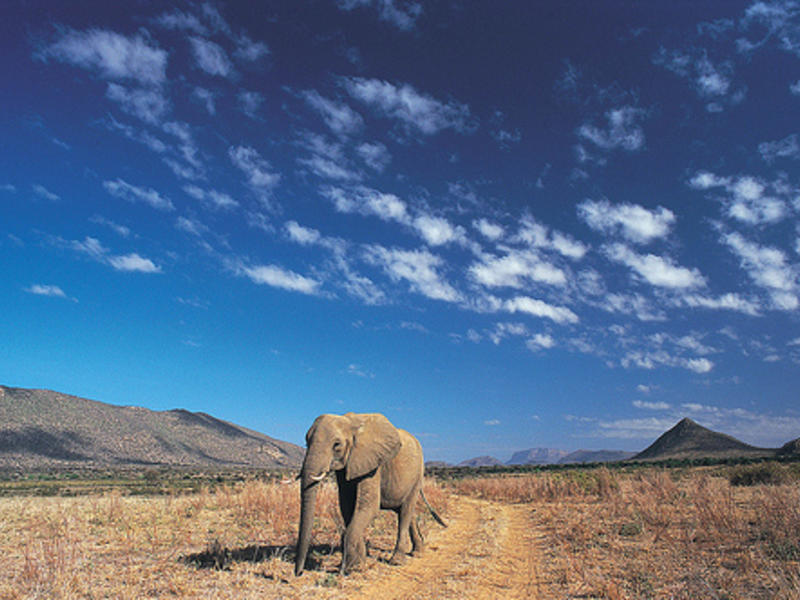 Samburu Intrepids Tented Camp