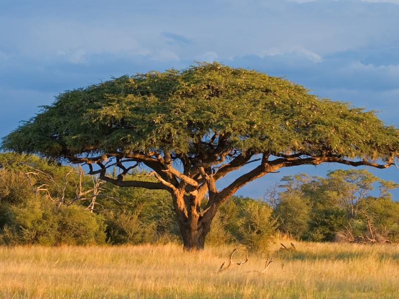 Hwange National Park