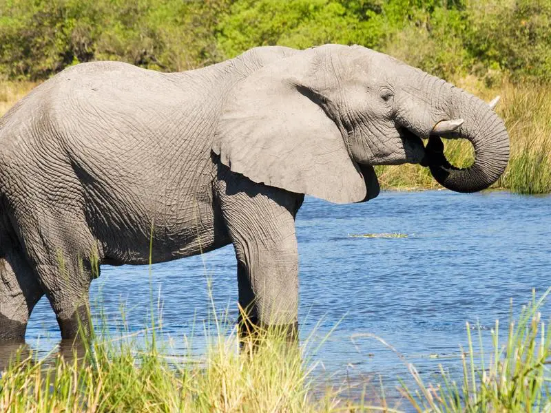10 Day Luxury Botswana Safari