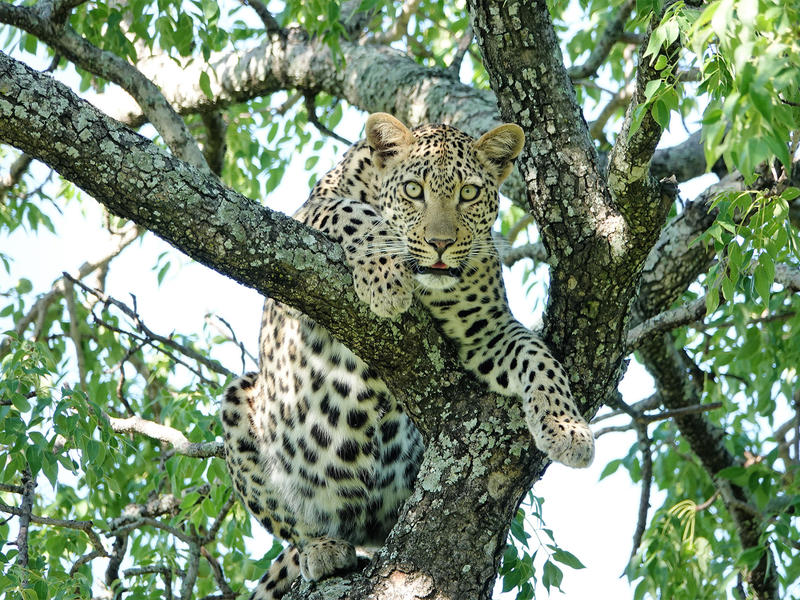 Idube Game Reserve