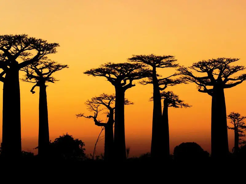 Spectacular Madagascar!