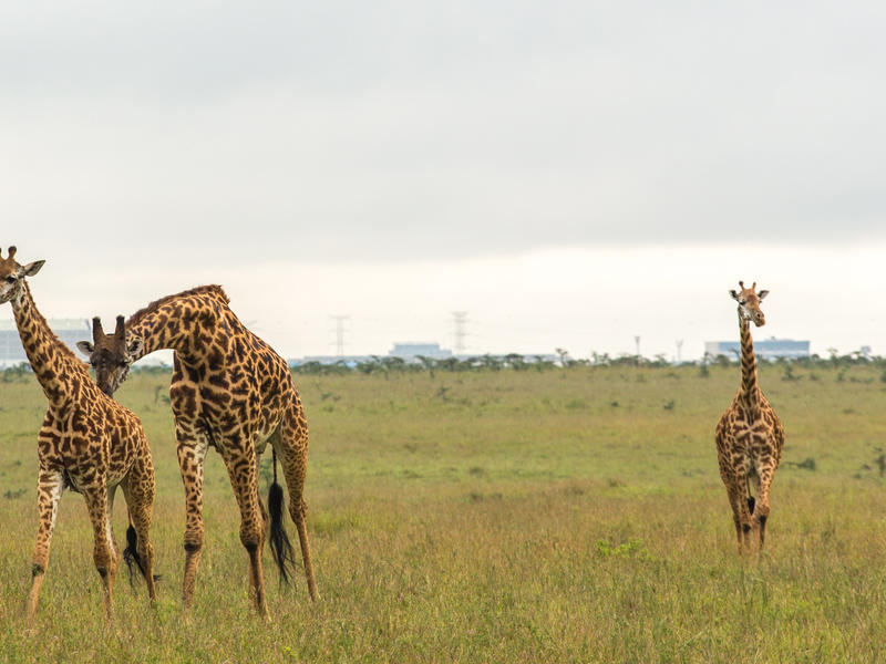 Kenya Highlights