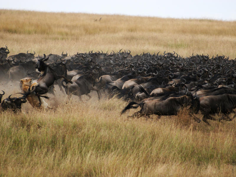 Mara Plains Camp