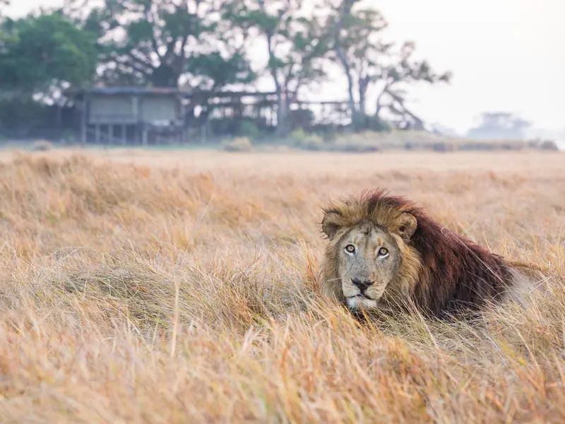 Wilderness Shumba
