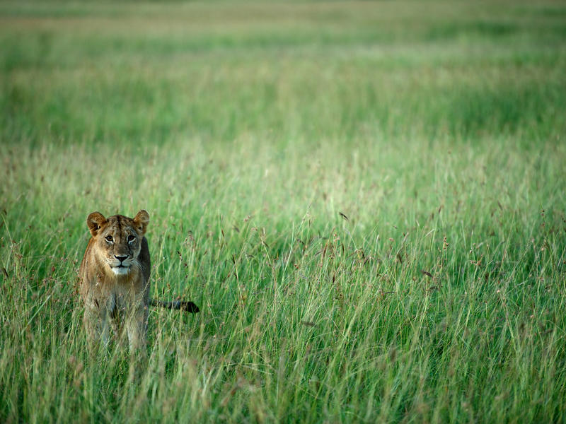 Romantic Tanzania & Rwanda Safari