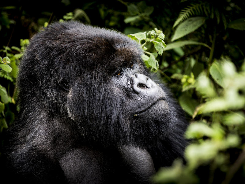 Rwanda In Depth