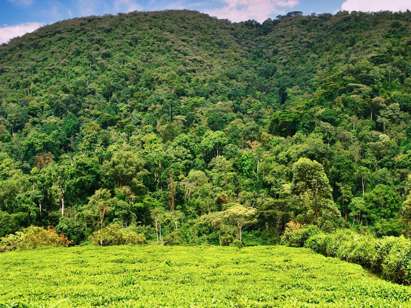 Bwindi Impenetrable Forest National Park