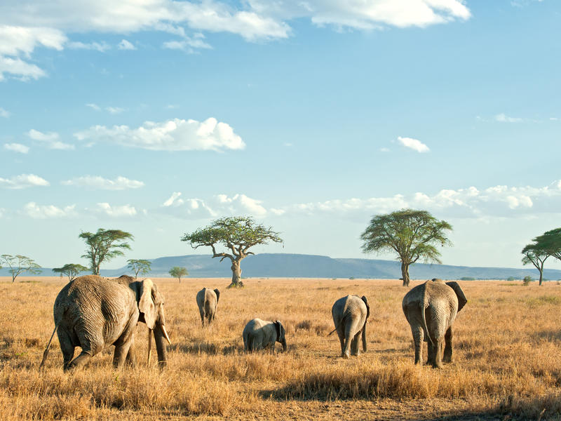 Explore Tanzania