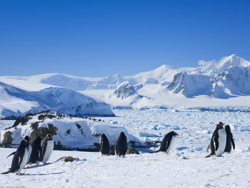 Christmas in Antarctica: Dec 20-30, 2018