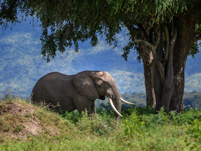 Chobe, Hwange & Victoria Falls