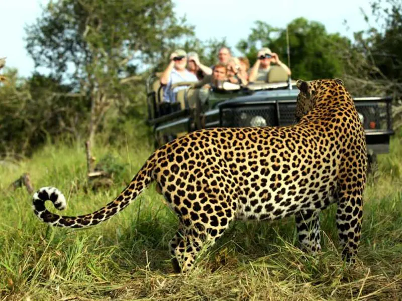 South Africa Ambiances