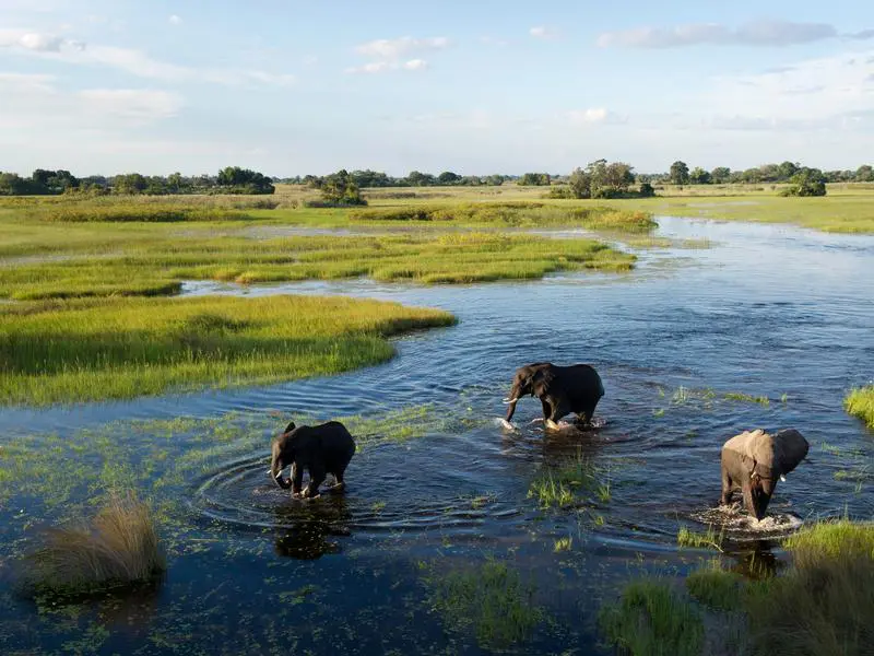 Vegan Friendsgiving Botswana Safari