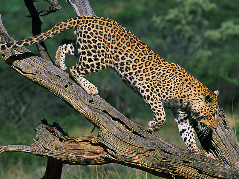 Natural Marvels in Namibia