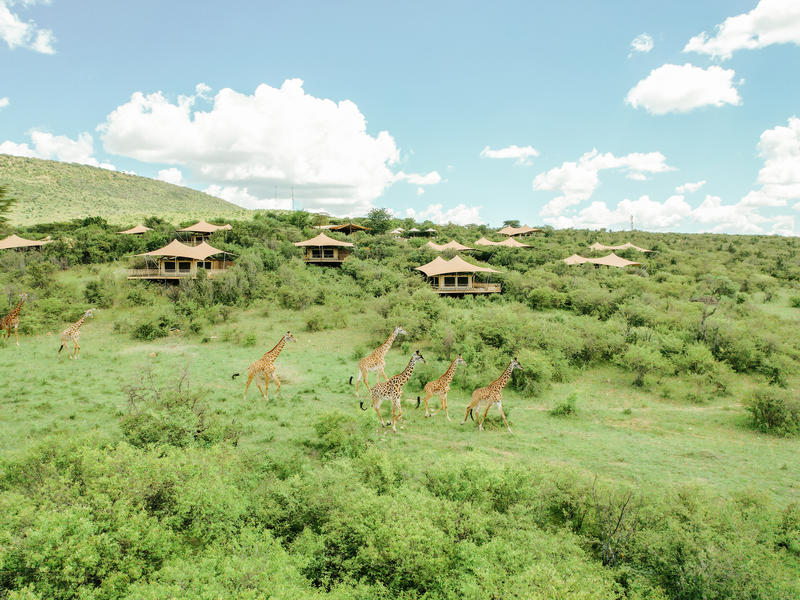 Mara Bushtops Camp